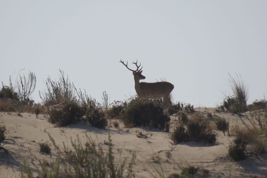 From Seville: Doñana National Park Day Trip - El Rocío and the La Rocina Trails