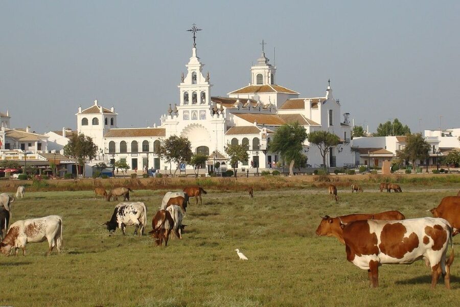 From Seville: Doñana National Park Day Trip - Lunch, Matalascañas, and Spain’s Largest Dune System
