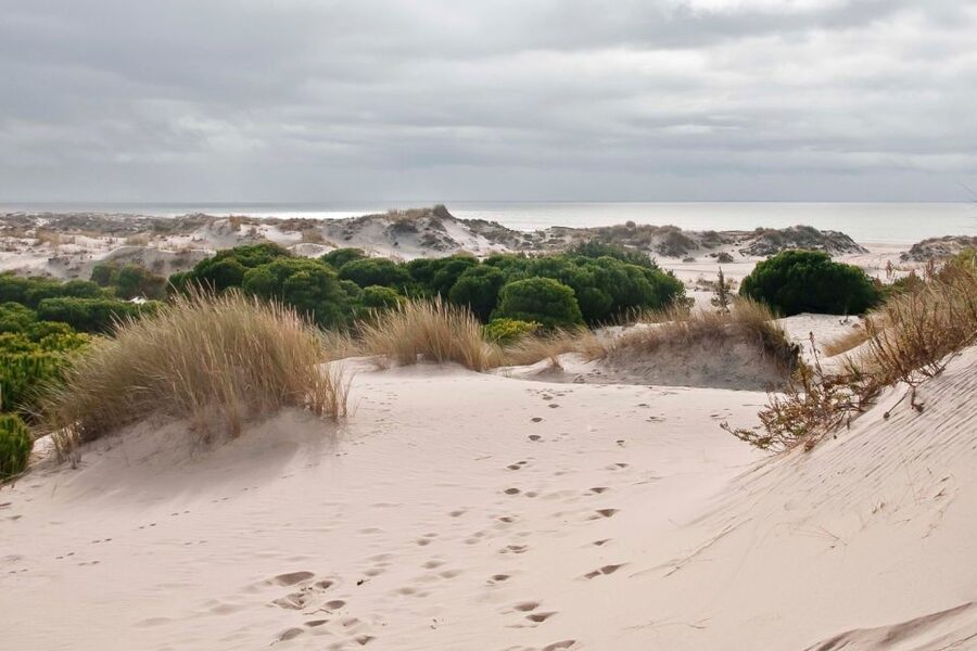 From Seville: Doñana National Park Day Trip - The Asperillo Sunset Drive