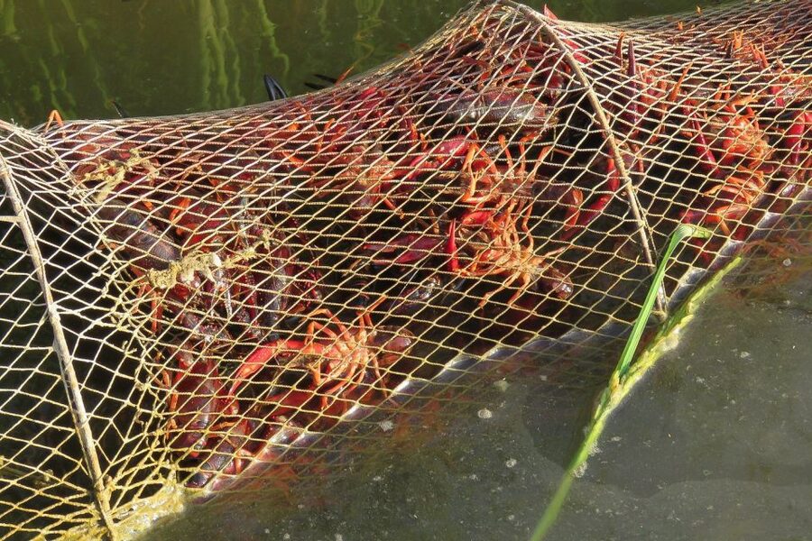 From Seville: Doñana National Park Day Trip - The Guides Make the Difference