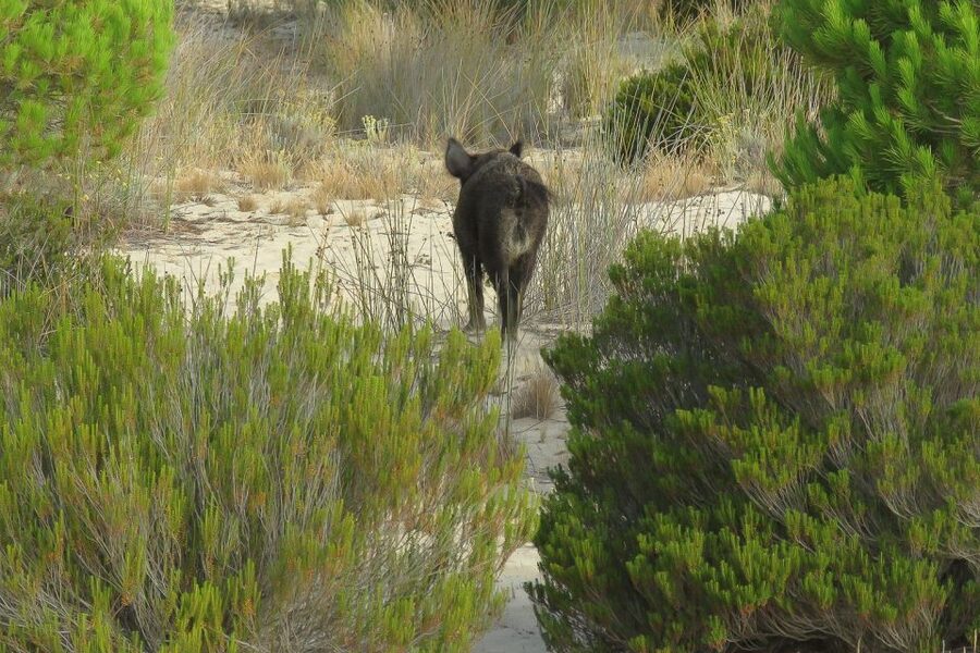 From Seville: Doñana National Park Day Trip - Shared or Private: Which Option Works Better?