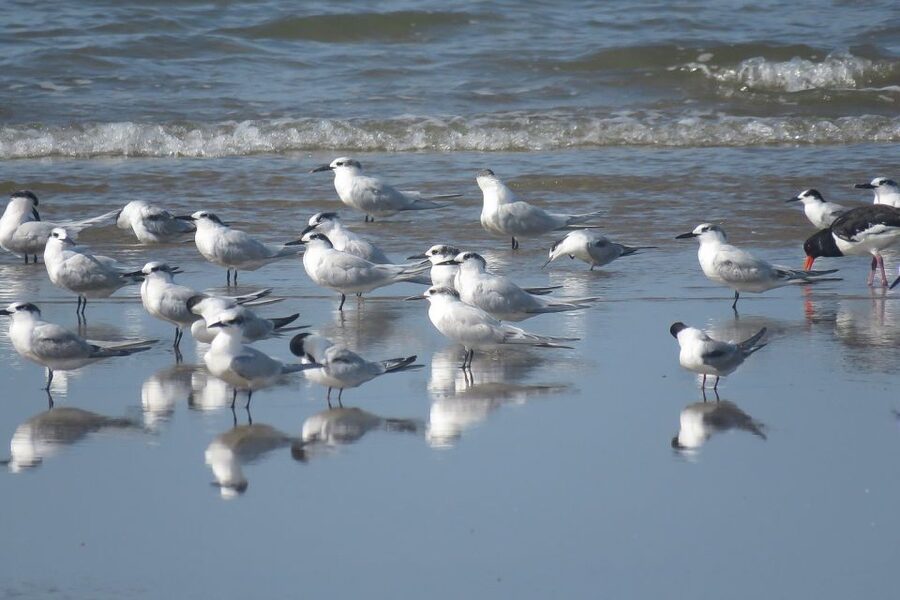 From Seville: Doñana National Park Day Trip - Best Seasons for Birds, Greenery, and Swimming