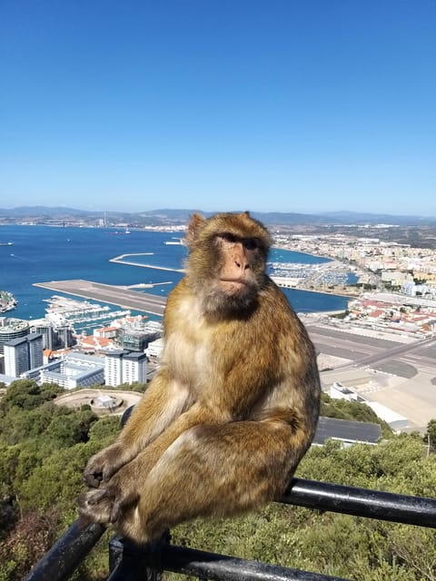 From Seville: Full-Day Trip to Gibraltar - Is $152 good value?
