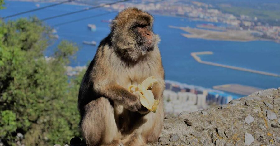 From Seville: Full-Day Trip to Gibraltar - Casemates Square and Gibraltar’s city center