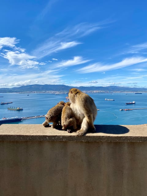 From Seville: Guided Day Trip to Gibraltar - Crossing the border into a British territory