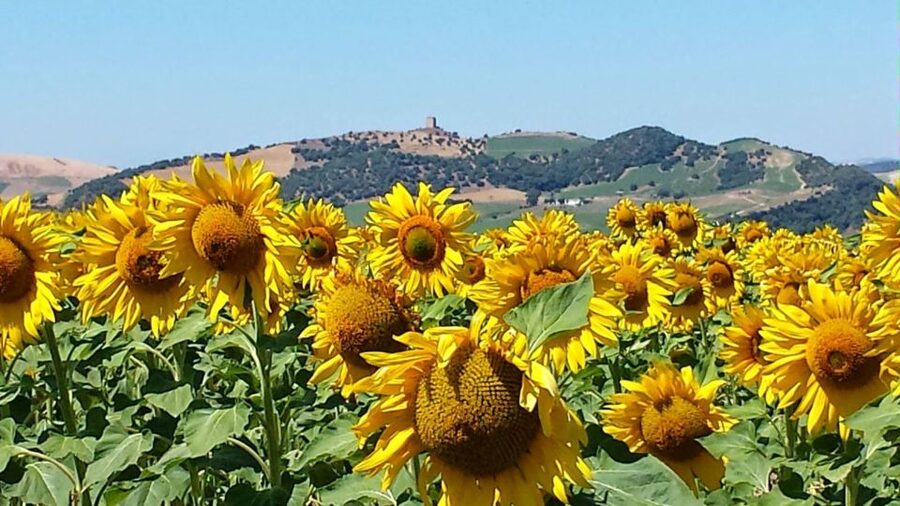 From Seville: White Villages and Ronda Full-Day Trip - Key points to know before booking