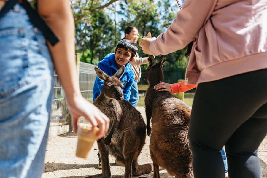 From Sydney: Blue Mountains Full-Day Trip - Who should book this Blue Mountains tour?