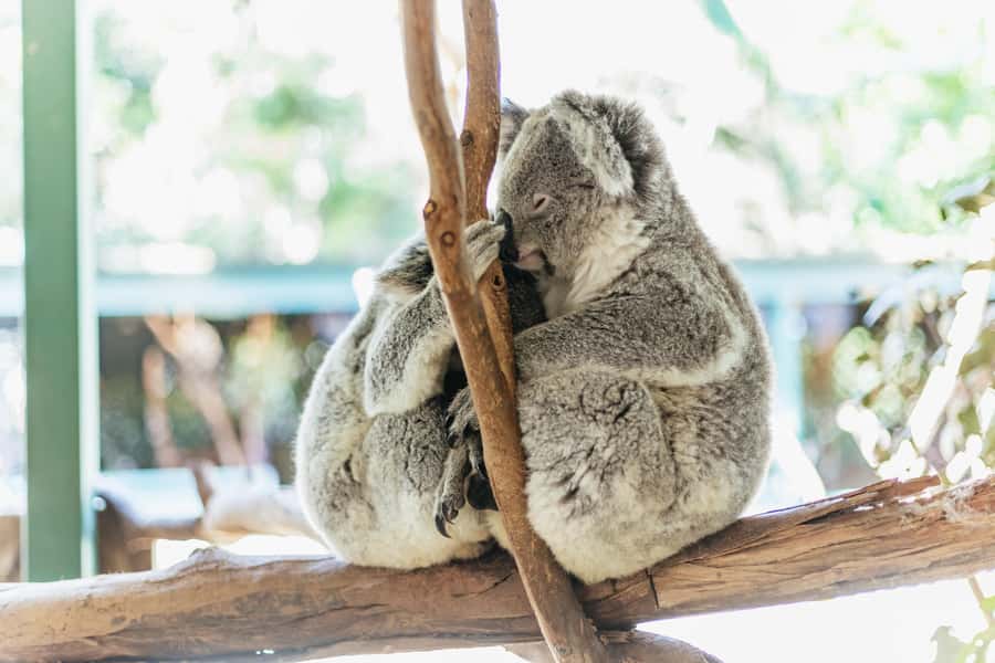 From Sydney: Blue Mountains Full-Day Trip - Is the $148 price good value?