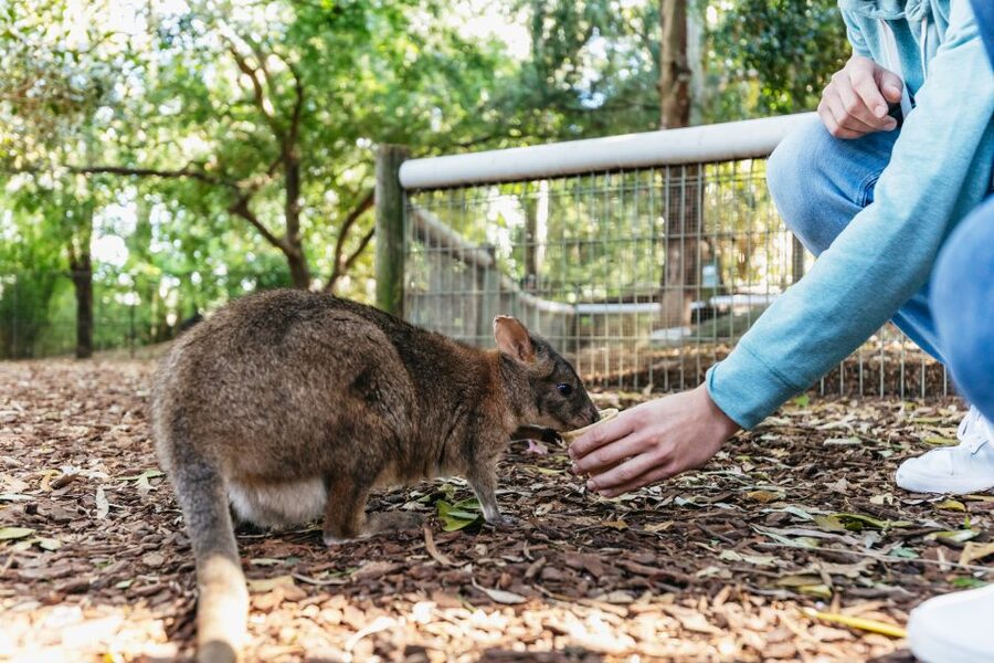 From Sydney: Blue Mountains Full-Day Trip - How the schedule feels in real life
