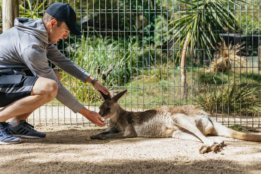 From Sydney: Blue Mountains Full-Day Trip - The early Sydney pickup and the road west