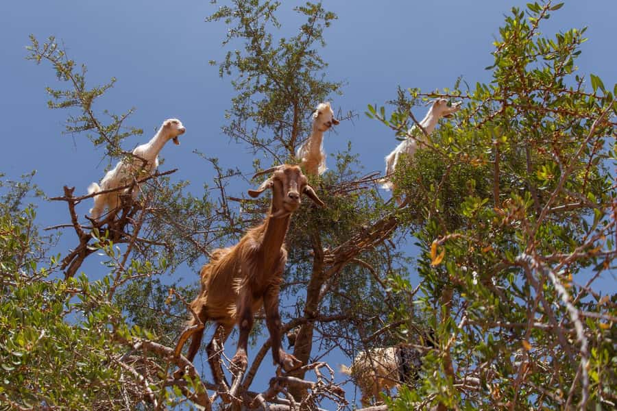 From Taghazout/Agadir: Taroudant and Tiout Day Trip & Tajine - An 8:30 start from Agadir or Taghazout
