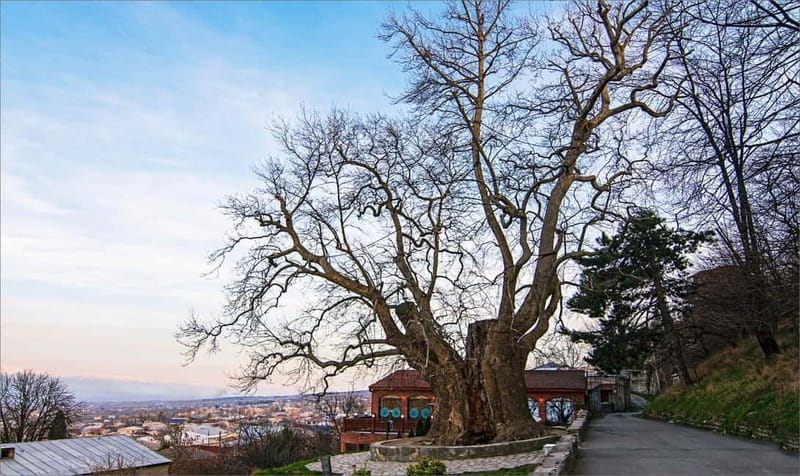 From Tbilisi: Bodbe, Sighnaghi and Telavi Day Trip - Practical tips for getting more from the day