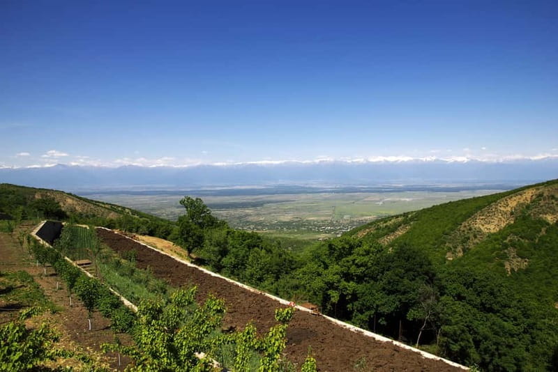 From Tbilisi: Kakheti & Sighnaghi Guided Day Trip with Wine - Badiauri brings bread, cheese, and a useful lesson