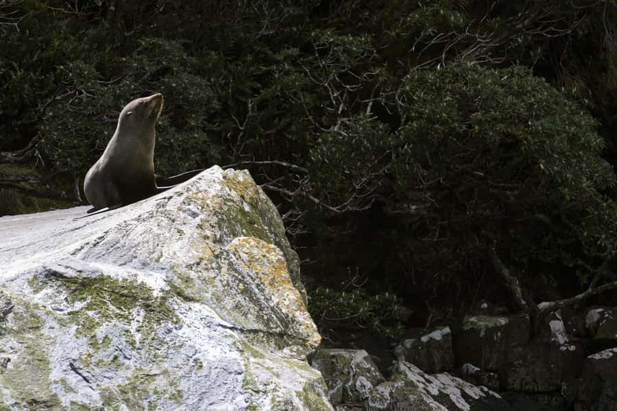 From Te Anau: Milford Sound Cruise and Coach Day Trip - The return coach ride to Te Anau