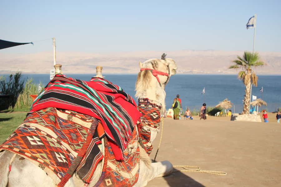 From Tel Aviv: Dead Sea Self-Guided Chill-Out Day Trip - Leaving Tel Aviv from Abraham Hostel