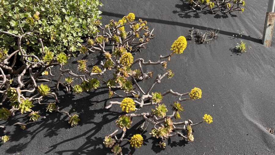 From Tenerife: Day Trip to La Palma Volcanic Landscapes - Practical value at $141