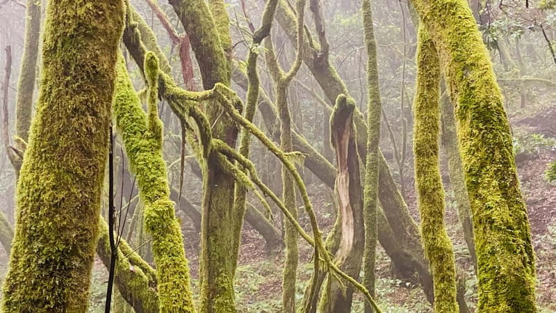 From Tenerife South: La Gomera Full-Day Trip with Transfers - Key points at a glance