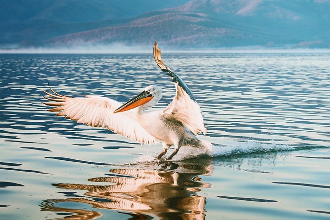 From Thessaloniki: Private Day Trip to Kerkini Lake - Why Kerkini Lake makes a good break from Thessaloniki