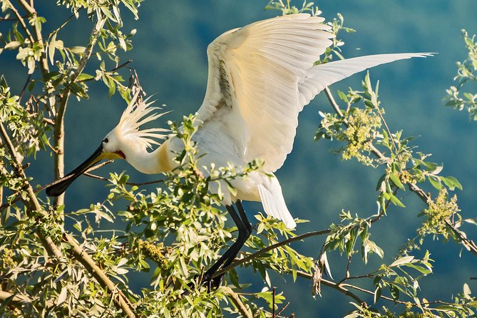 From Thessaloniki: Private Day Trip to Kerkini Lake - How much value do you get for $577?
