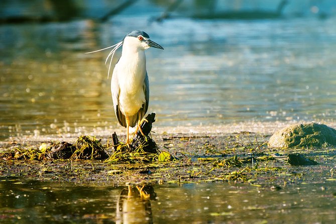 From Thessaloniki: Private Day Trip to Kerkini Lake - Who will enjoy this day most?