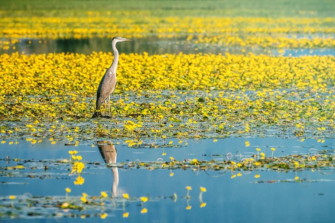 From Thessaloniki: Private Day Trip to Kerkini Lake - The 8:00 AM departure from Thessaloniki