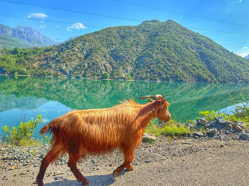From Tirana/Shkodra: Komani Lake and Shala River Day Trip - Three hours at Shala River