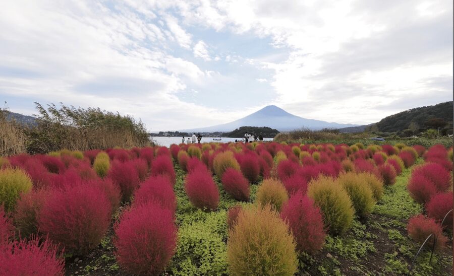 From Tokyo:Mount Fuji&Hakone Customize Full Day Private Tour - Lake Kawaguchi and Oishi Park: the most useful photo pairing