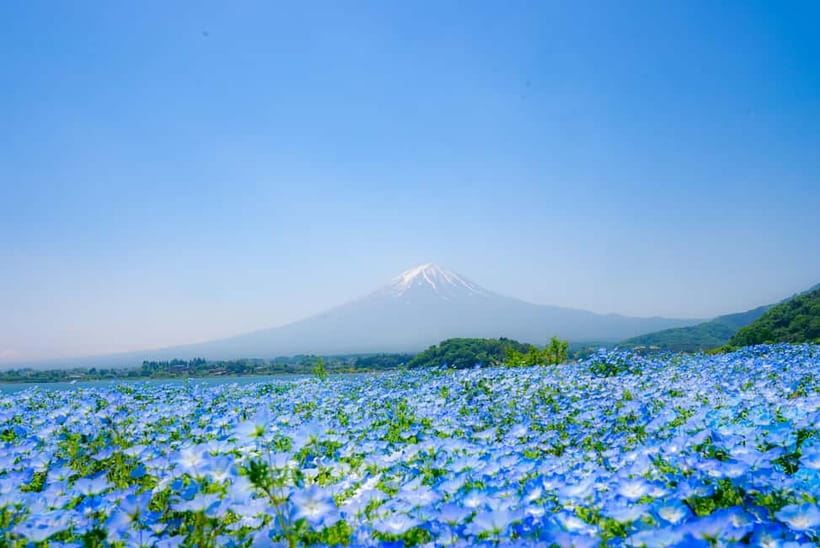 From Tokyo: Mt Fuji, Arakurayama and Kawaguchi Lake Day Trip - The guide can make or break a tightly timed day