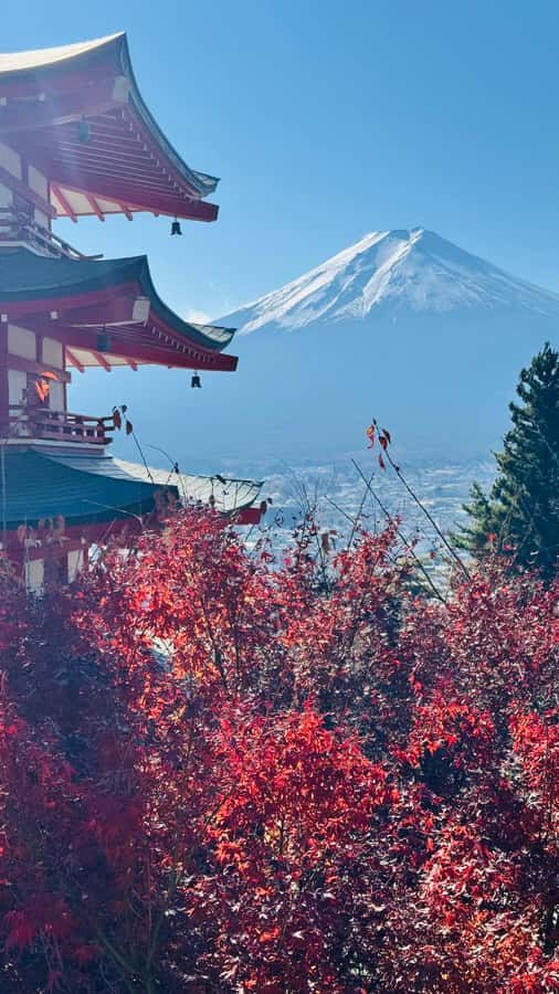 From Tokyo/Yokohama: Mt.Fuji & Hakone Private Day Tour - Who will get the most from this tour?