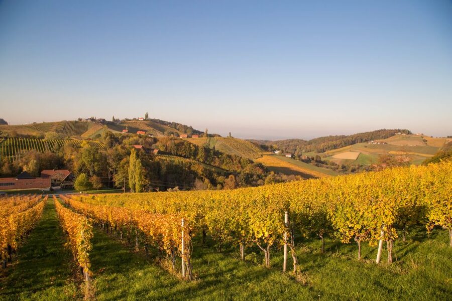From Tours: Loire Valley Wineries Day Trip with Tastings - Five things to know before booking