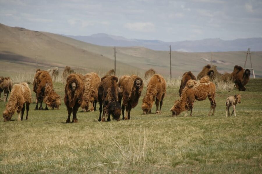 From Ulaanbaatar: Day Trip to Hustai National Park - Key points before you book