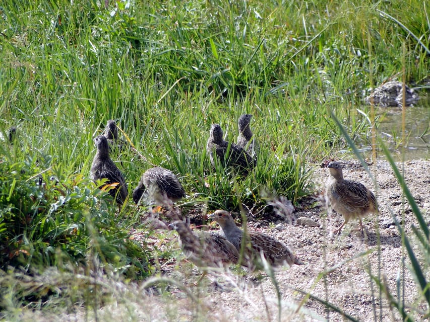 From Ulaanbaatar: Day Trip to Hustai National Park - Should you book the Hustai National Park trip?