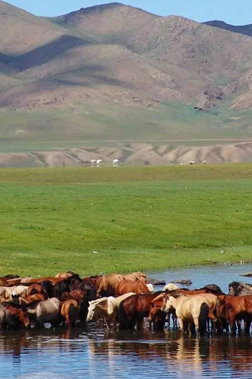 From Ulaanbaatar: Day Trip to Hustai National Park - Timing, weather, and what to pack