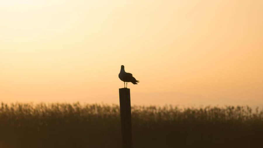 From Valencia: Albufera Day Trip with Boat Tour and Transfer - Key points to know before you go