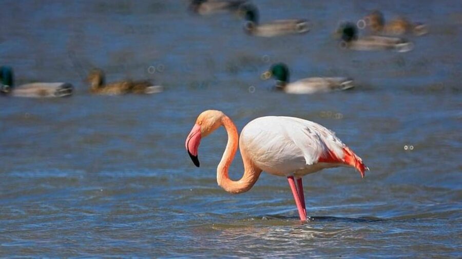 From Valencia: Albufera Day Trip with Boat Tour and Transfer - Is $55 good value?