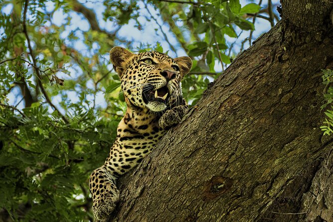 From Zanzibar: Mikumi Safari Day Trip with Flights and Meal - Key points at a glance