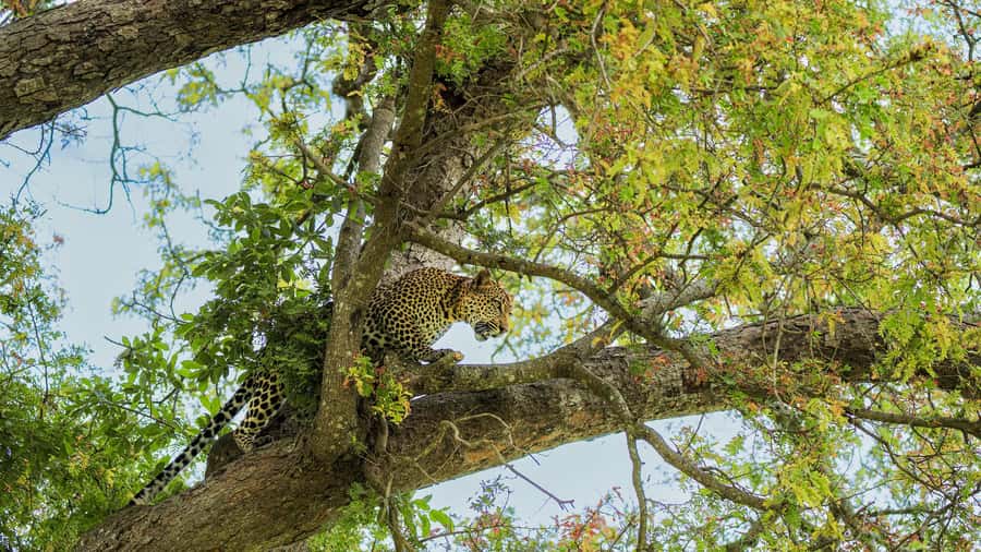 From Zanzibar: Mikumi Safari Day Trip with Flights and Meal - Who should book this safari