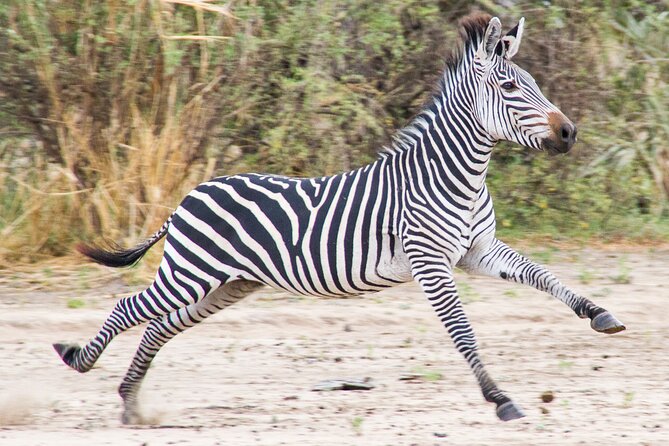 From Zanzibar: Mikumi Safari Day Trip with Flights and Meal - Why Mikumi makes sense from Zanzibar