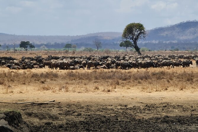 From Zanzibar: Mikumi Safari Day Trip with Flights and Meal - The morning game drive through Mikumi