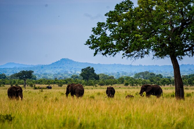 From Zanzibar: Mikumi Safari Day Trip with Flights and Meal - The afternoon drive and return flight