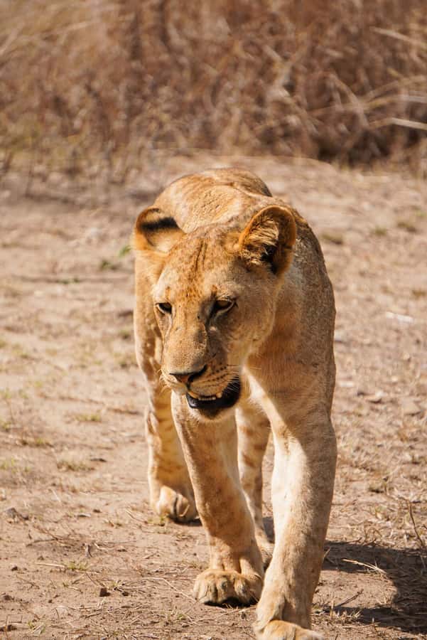 From Zanzibar: Mikumi Safari Day Trip with Flights and Meal - What $451 really buys you