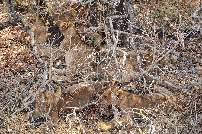 From Zanzibar: Mikumi Safari Day Trip with Flights and Meal - The early pickup and Zanzibar airport