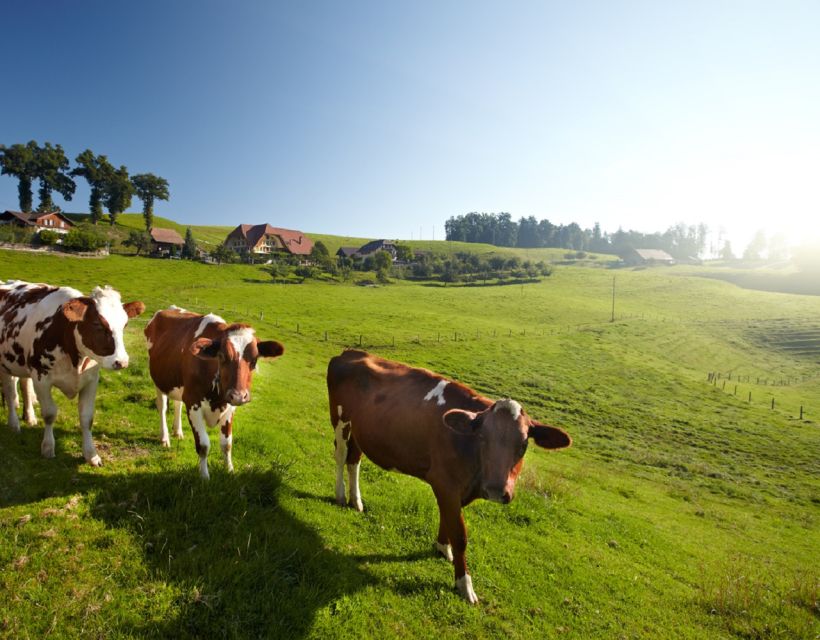 From Zurich/Lucerne: Berne Capital and Countryside Day-Trip - What the $233 price really covers