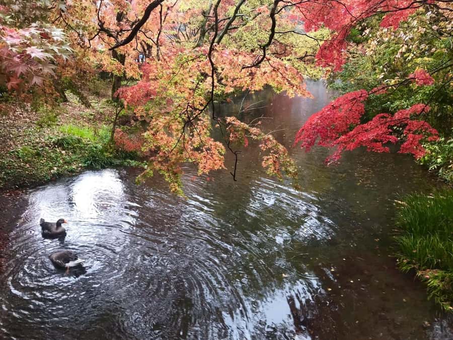 Fukuoka: Beppu Hells HotSpring, Frog Temple & Yufuin DayTrip - Final Verdict: A Useful First Look at Southern Kyushu