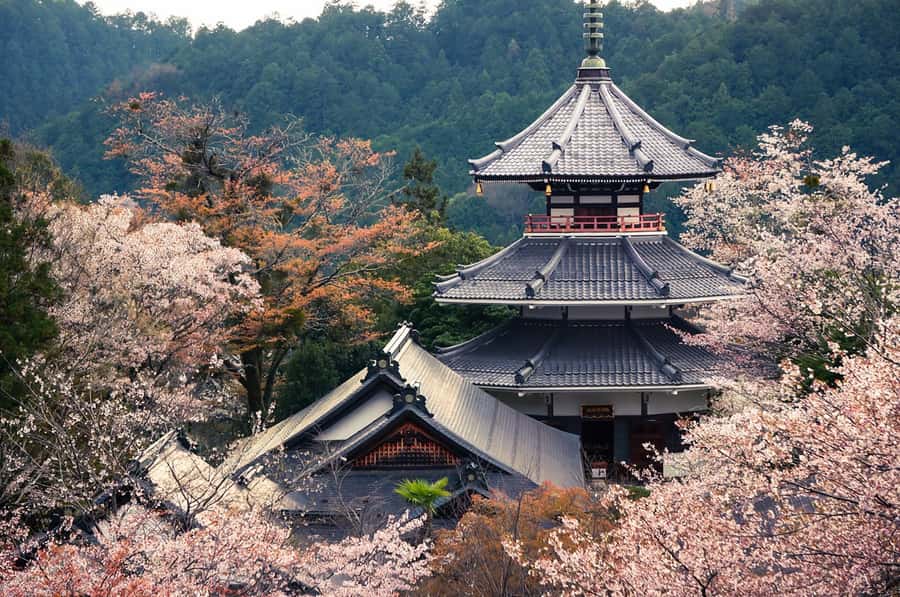 Fukuoka: Beppu Hells HotSpring, Frog Temple & Yufuin DayTrip - Beppu’s Hells and the Heat of Umi Jigoku