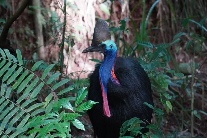 Fun, Falls and Forests Day Trip from Cairns - Lake Eacham: volcanic geology and a possible platypus