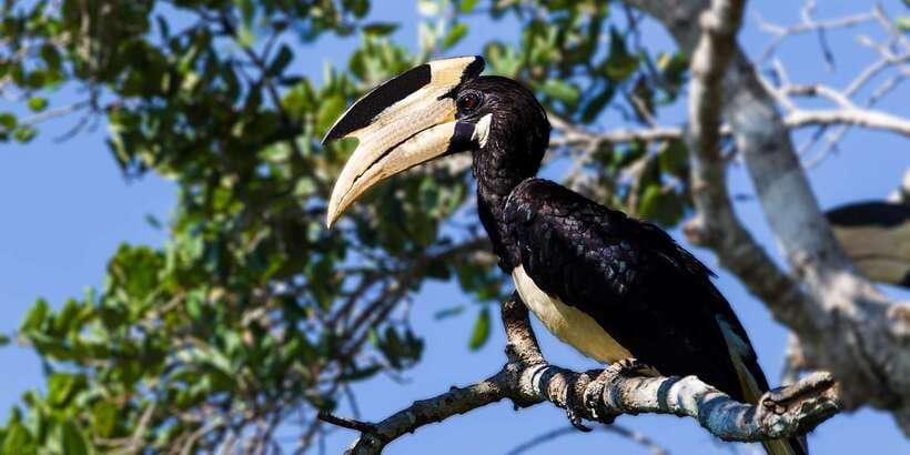 Galle/Mirissa: Yala & Udawalawe Safari Day Trip with Picnic - Key points before you book