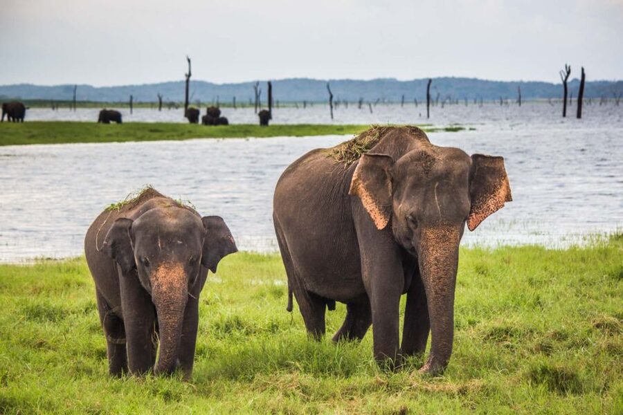 Galle/Mirissa: Yala & Udawalawe Safari Day Trip with Picnic - Price, park fees, and real value
