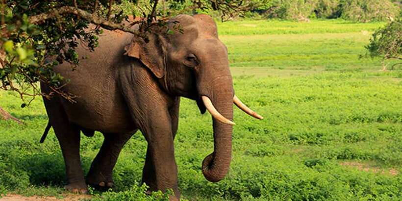 Galle/Mirissa: Yala & Udawalawe Safari Day Trip with Picnic - What you may see in Yala