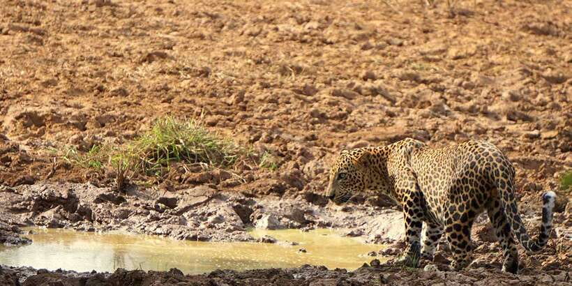 Galle/Mirissa: Yala & Udawalawe Safari Day Trip with Picnic - Picnic lunch and the transfer to Udawalawe